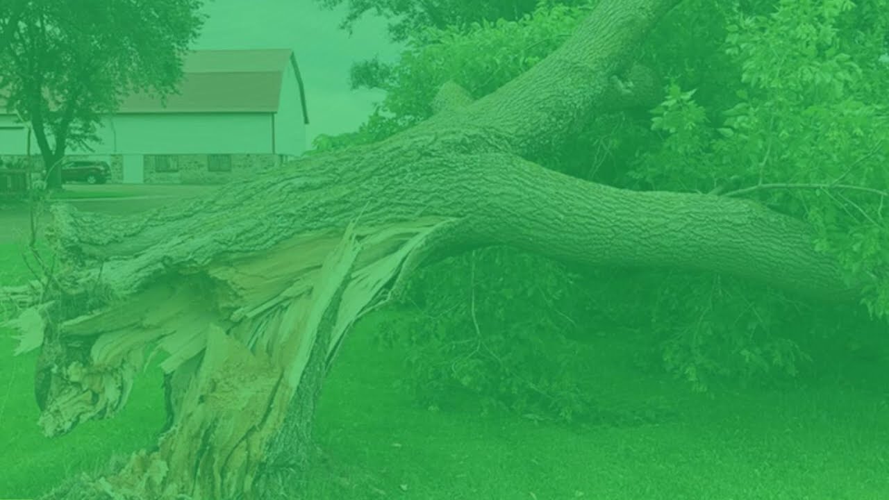 Hazardous Tree Inspections Brisbane CBD | Commercial Arborist Risk Assessments