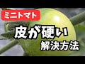 【ミニトマト】甘くしたのにまずい「皮が硬くなる3つの原因/解決策」