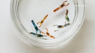 What causes lobsters to be different in color? Scientists are trying to find out