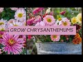 Growing chrysanthemums  what you really need to know