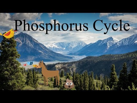 فاسفورس سائیکل کی وضاحت- ایک بایو جیو کیمیکل سائیکل