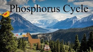 Phosphorus Cycle Explanation A Biogeochemical Cycle Phosphorus Cycle Explanation A Biogeochemical Cycle