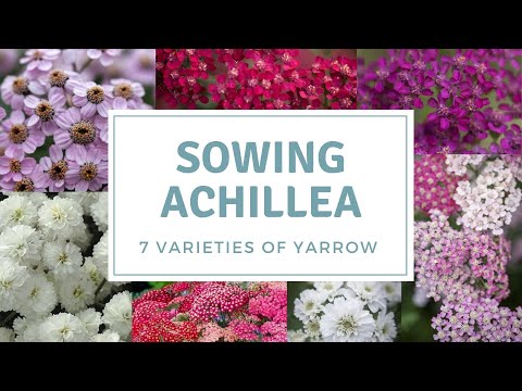 Video: Yarrow ptarmica: penanaman, perawatan, jenis, varietas, dan rekomendasi untuk tumbuh