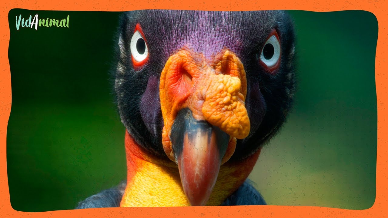 EL REY DE LA MUERTE. El buitre rey.