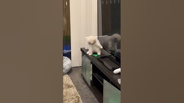 Cat Playing with a Fidget Spinner #cats #catsofinstagram #catlover