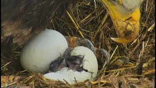 Sauces Channel Islands Eagle Cam ~Welcome To The World ~ First Hatch 3.13.18