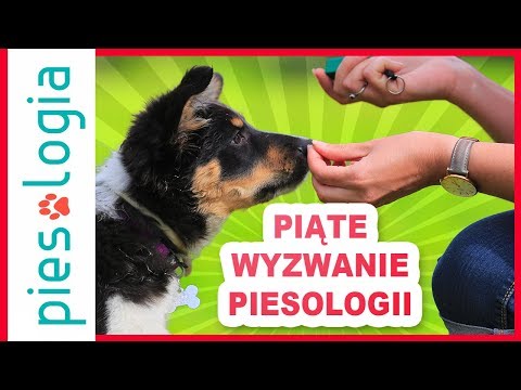 Wideo: 7 łatwych sposobów na wyszkolenie psa, aby mógł dogadać się z innymi psami