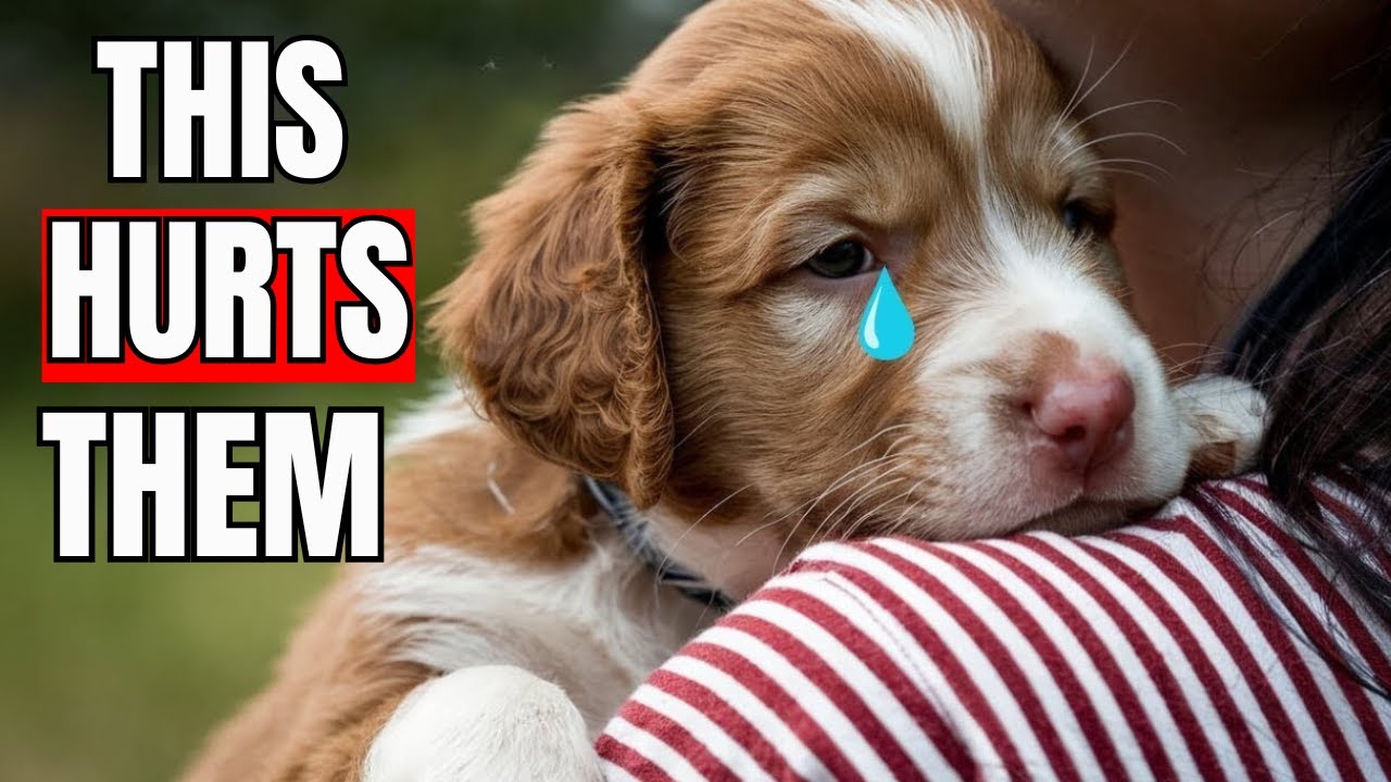 10 EVERYDAY Things That HURTS Your Dog’s FEELINGS