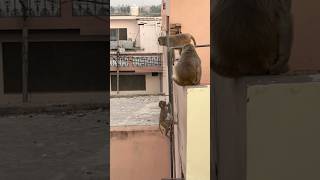 #comedy #funny #monkeycomedy #viral #monkeyvideos #monkey