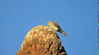 American Kestrel