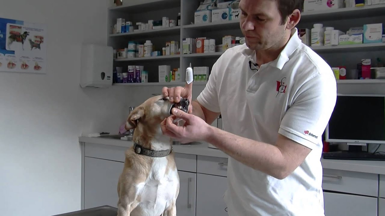 Zähneputzen beim Hund: So funktionierts - YouTube