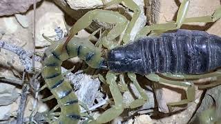 Mojave Giant Tiger Beetle
