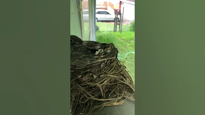 Babies became birds