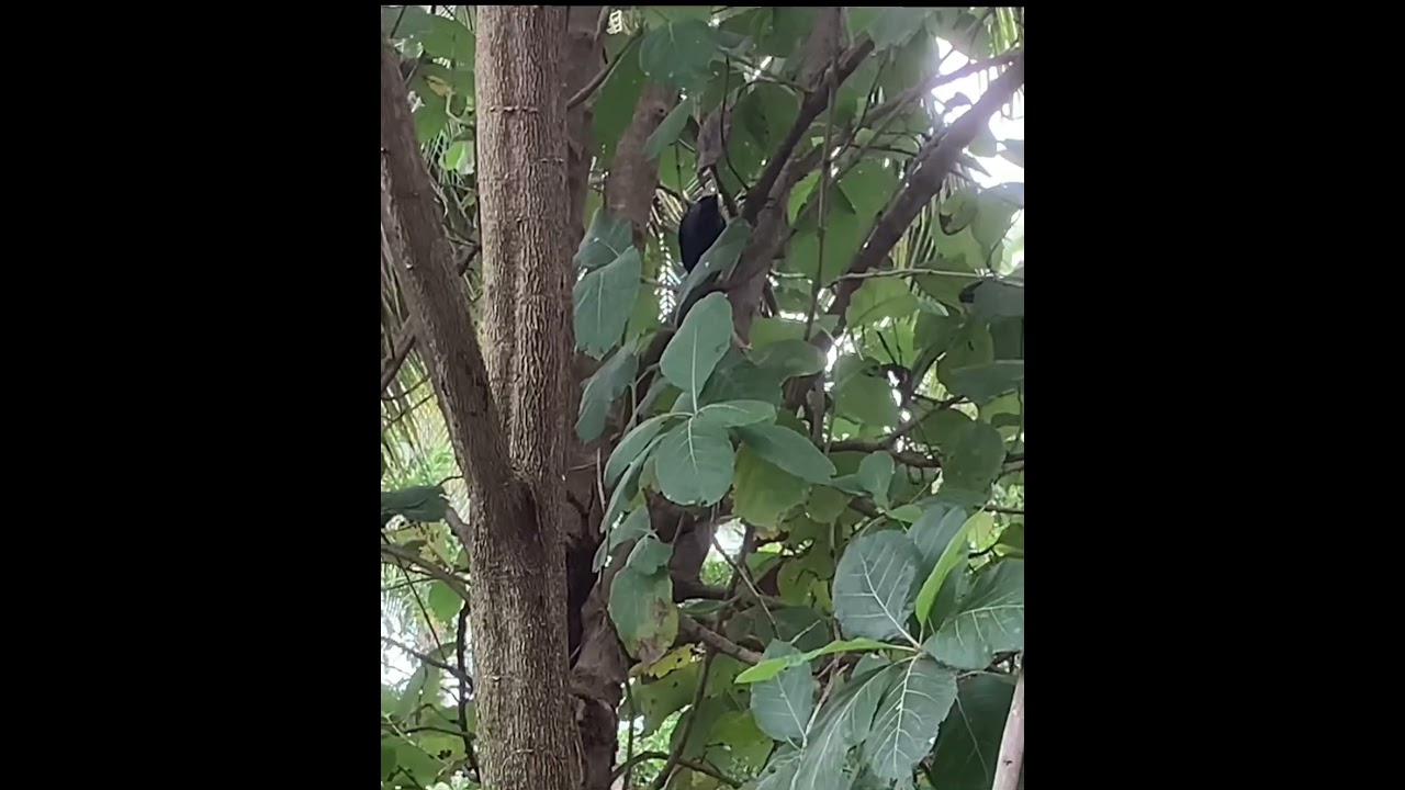 Indian Crow Cawing Sound effect//Crow on the tree//Share with your friends