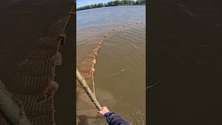 Тянем Невод Ловим Рыбу Раньше Рыбы Было Больше #Fishing #Сети #Рыбалка #Невод #Shorts