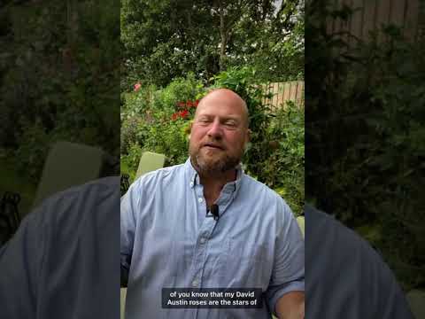 Video: Rose Of Sharon Companion Planting - Piante che crescono bene con Rose Of Sharon