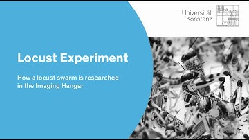 Locust swarm: How a locust swarm is researched in the Imaging Hangar at the University of Konstanz