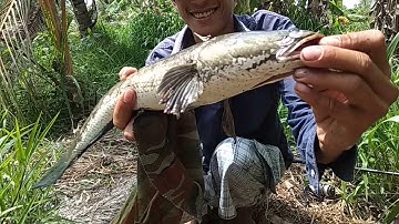 Nhấp cá lóc bằng vịt con và cái kết 1k khủng quá