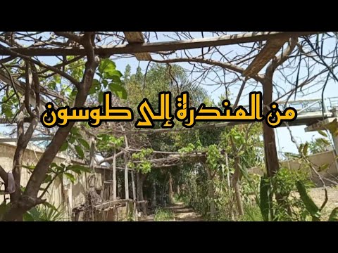 جولة من المندرة إلى طوسون وأهم التطورات فى الطريق وأهم المناطق بالتفصيل