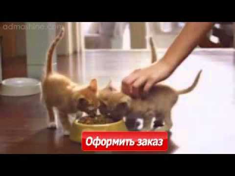Полезный корм для котят Friskies