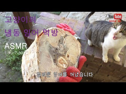 猫の冷凍鯉食事（モクバン）(ASMR-eating sound)