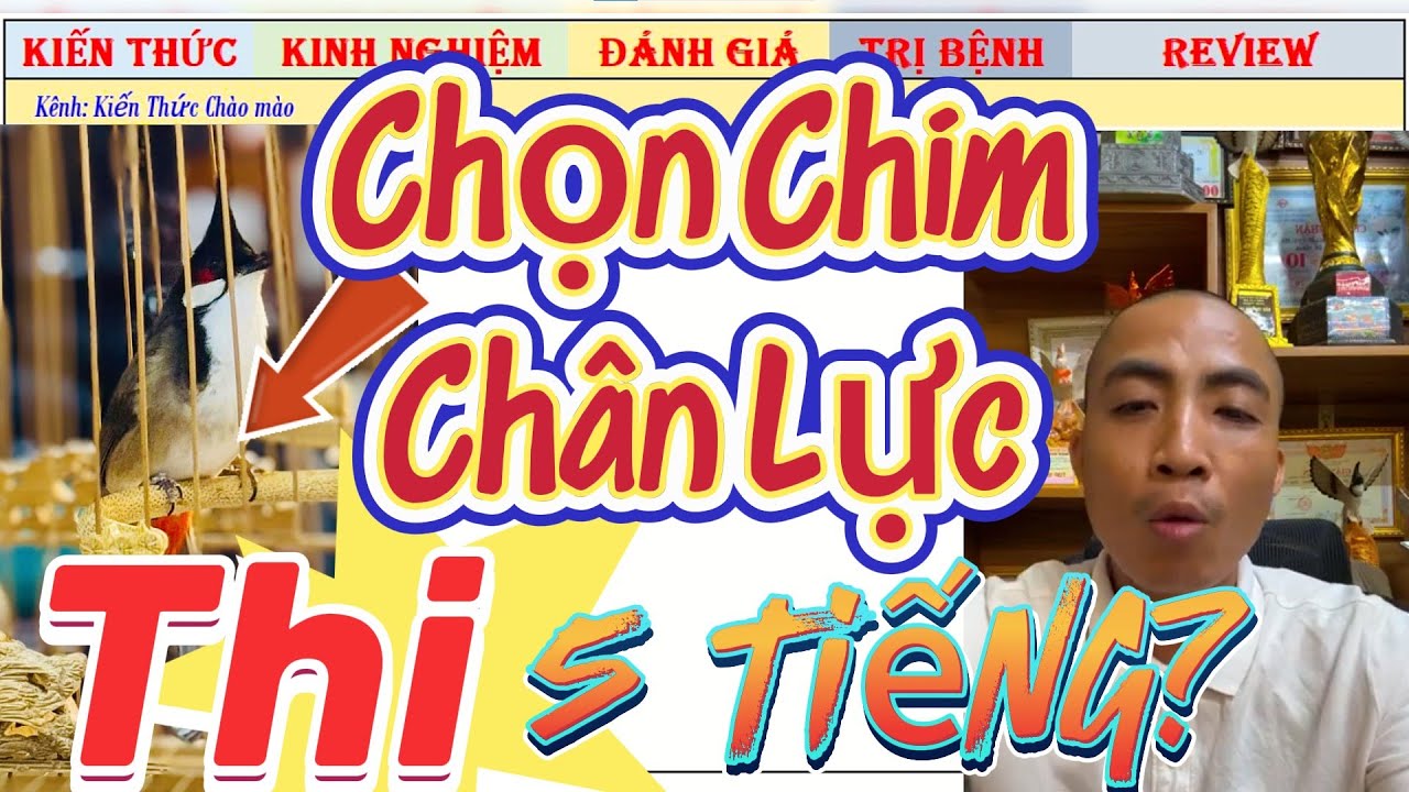 Làm Sao Để Lựa Chọn Được 1 Chú Chim Chào Mào Lực tốt Thi Đấu 4-5 tiếng?