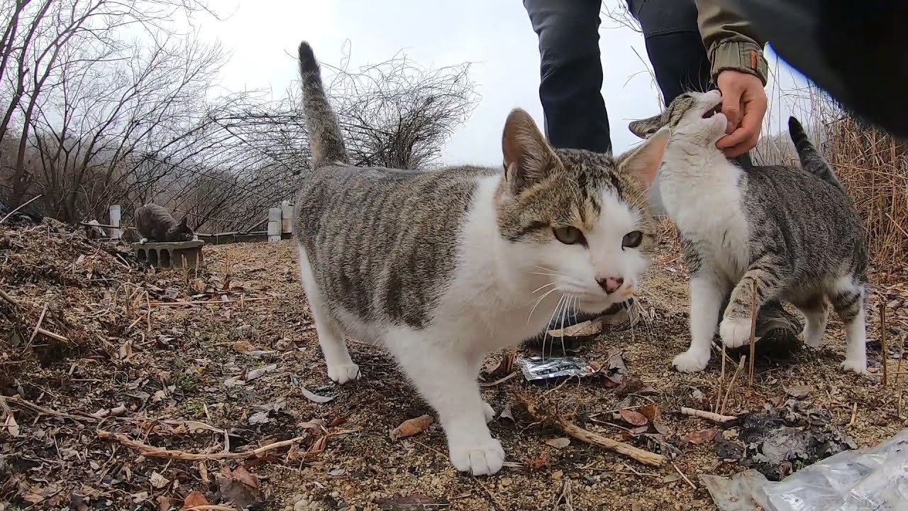 고양이들과 단체로 산책을 다녀왔다