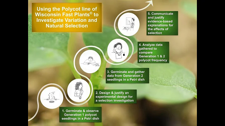 Analyzing Polycot Fast Plants selection data with ...