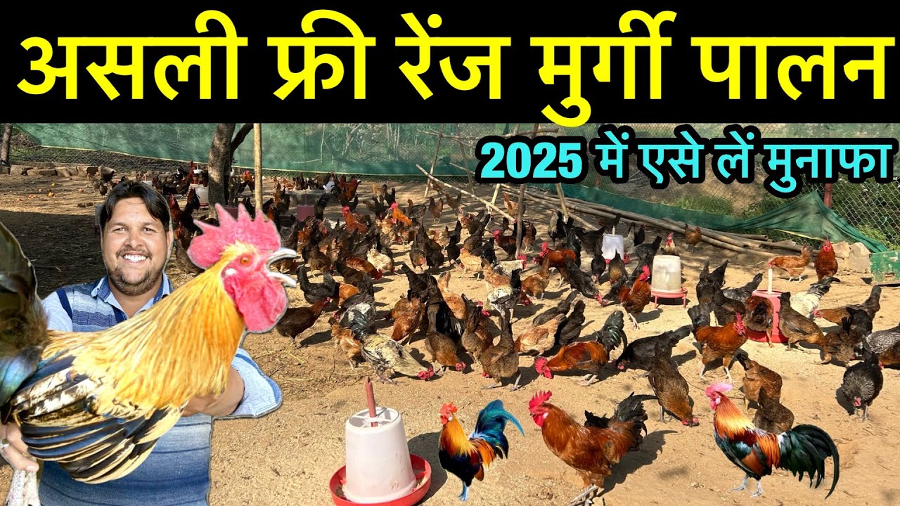 Deshi murgi farm business॥poultry farm॥Small poultry farm business plan