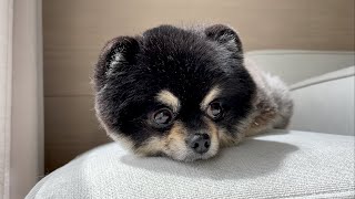 Dogs and cats with different personalities. by 국내산양파 독일산먼지 753 views 2 years ago 3 minutes, 27 seconds