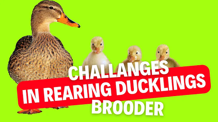 Ensuring Survival and Growth: Key Tips for Duckling Brooding
