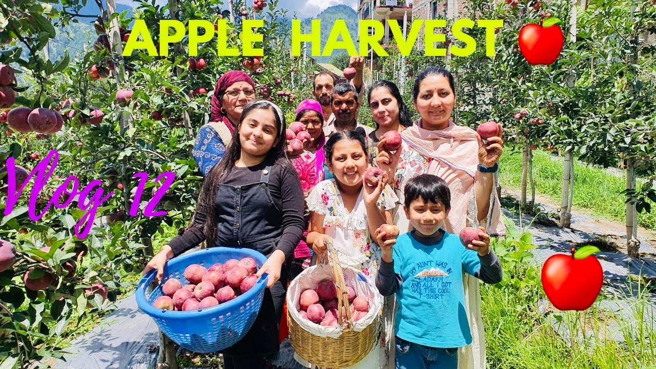 Apple 🍎 harvest ( India ka sab se mehga apple 🤩 (vlog 12) apple season ...