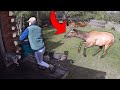 This moose ruined their walk