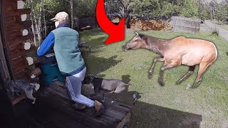 This Moose Ruined Their Walk