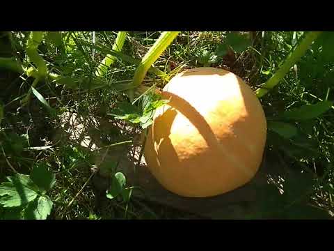 Тыква Россиянка. Тыква Россиянка.