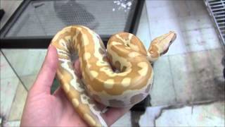 Albino Sumatran Blood Python