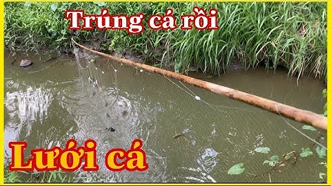 Đi giăng lưới bắt cá sặc mà mấy con kiến nó cắn thôi rồi | phiêu xứ dừa