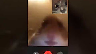 Rt Had To Facetime My Ex Last Night Just To See A 3 Again Httpstcosfemqxpxcl Facetime Meme On Me Me