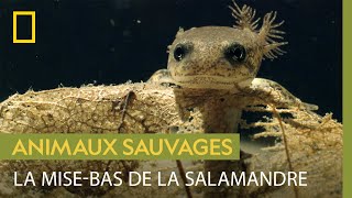 L'expédition de la salamandre tachetée pour mettre bas