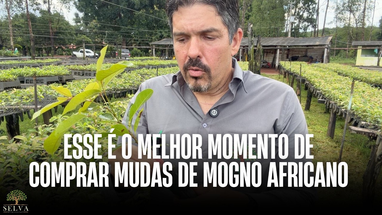 MELHOR MOMENTO DE COMPRAR MUDAS DE MOGNO AFRICANO
