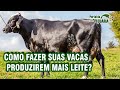 Como fazer suas vacas produzirem mais leite?