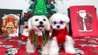 WHITE MALTESE PUPPIES REACT TO OPENING CHRISTMAS PRESENTS 🎁 by Xanti the Maltese 17,053 views 4 months ago 4 minutes, 46 seconds