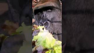 The Sound This Gorilla Is Making Is Called A Grumble, It Is A Happy Sound! #Gorilla #Eating #Asmr