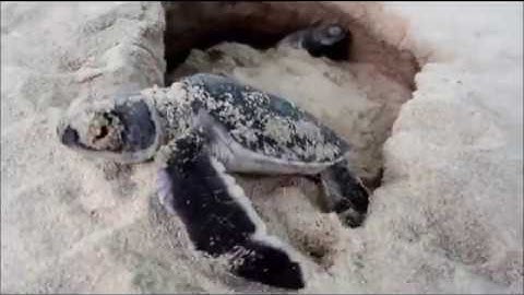 Câu chuyện Rùa con - Baby sea turtle story