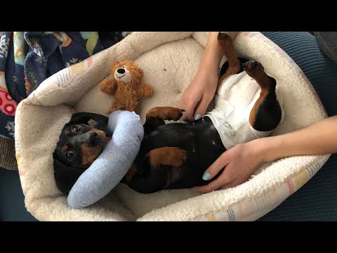 Miniature dachshund gets her first and only period