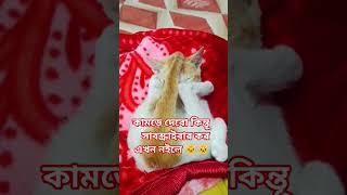 আমি তোমার বন্ধু হবো #viral #cat #youtube shorts #shorts #trending shorts #pets #catworld#cat blogger