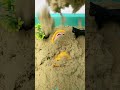Satisfying Review Miniature Toys  funny sand bathing 🛁