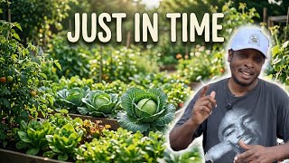 Cold Season Crop Rescue: Brassica Harvesting Before Heat And Pests Damage Them