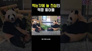 먹는것에 늘 진심인 먹짱 둥이들! #강바오 #루이바오 #후이바오