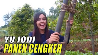 Pengalaman Jodilee Warwick Panen Cengkeh  Jejak Petualang 130721